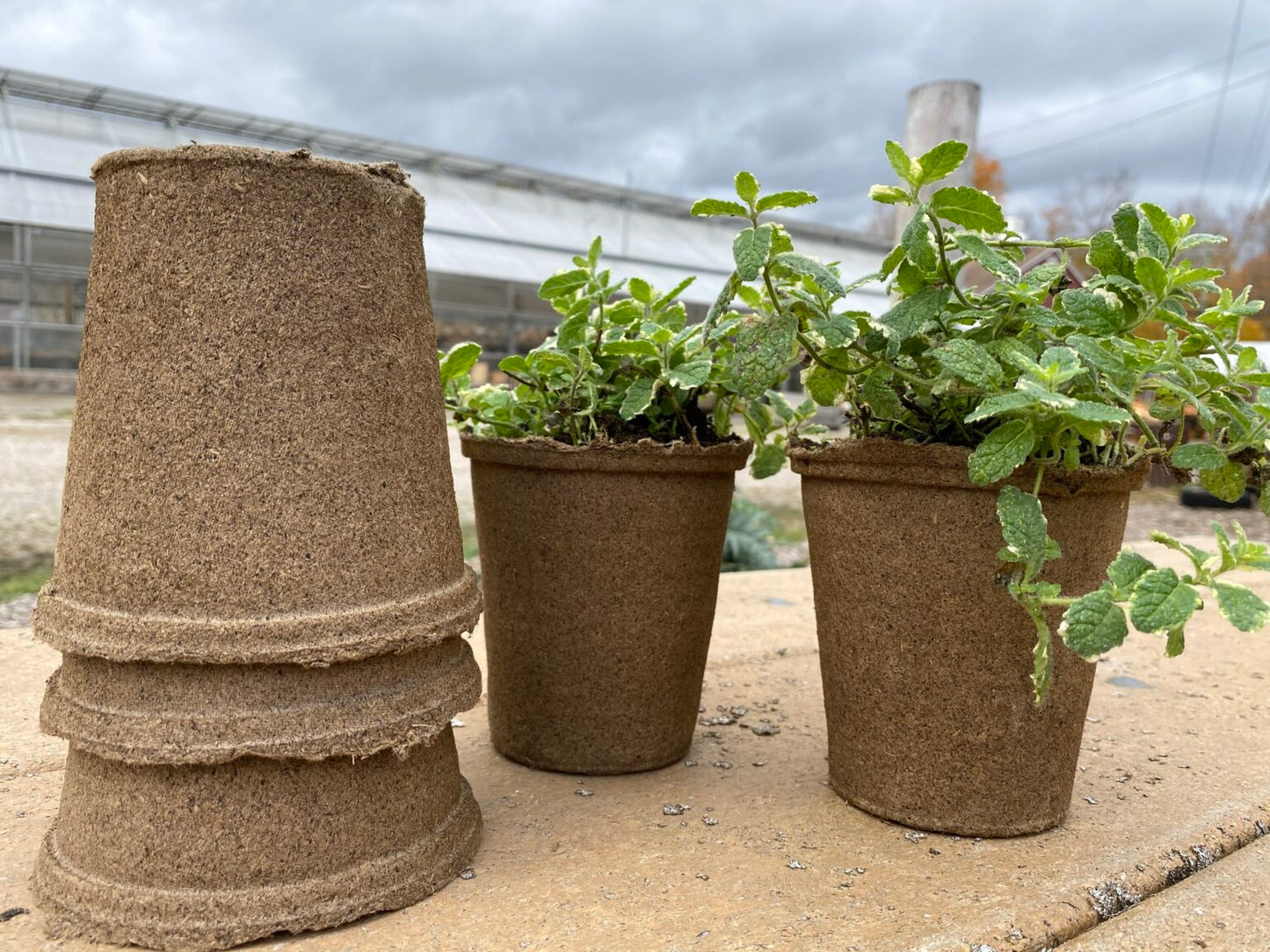 CowPot #4 Tall Round Plantable Pot