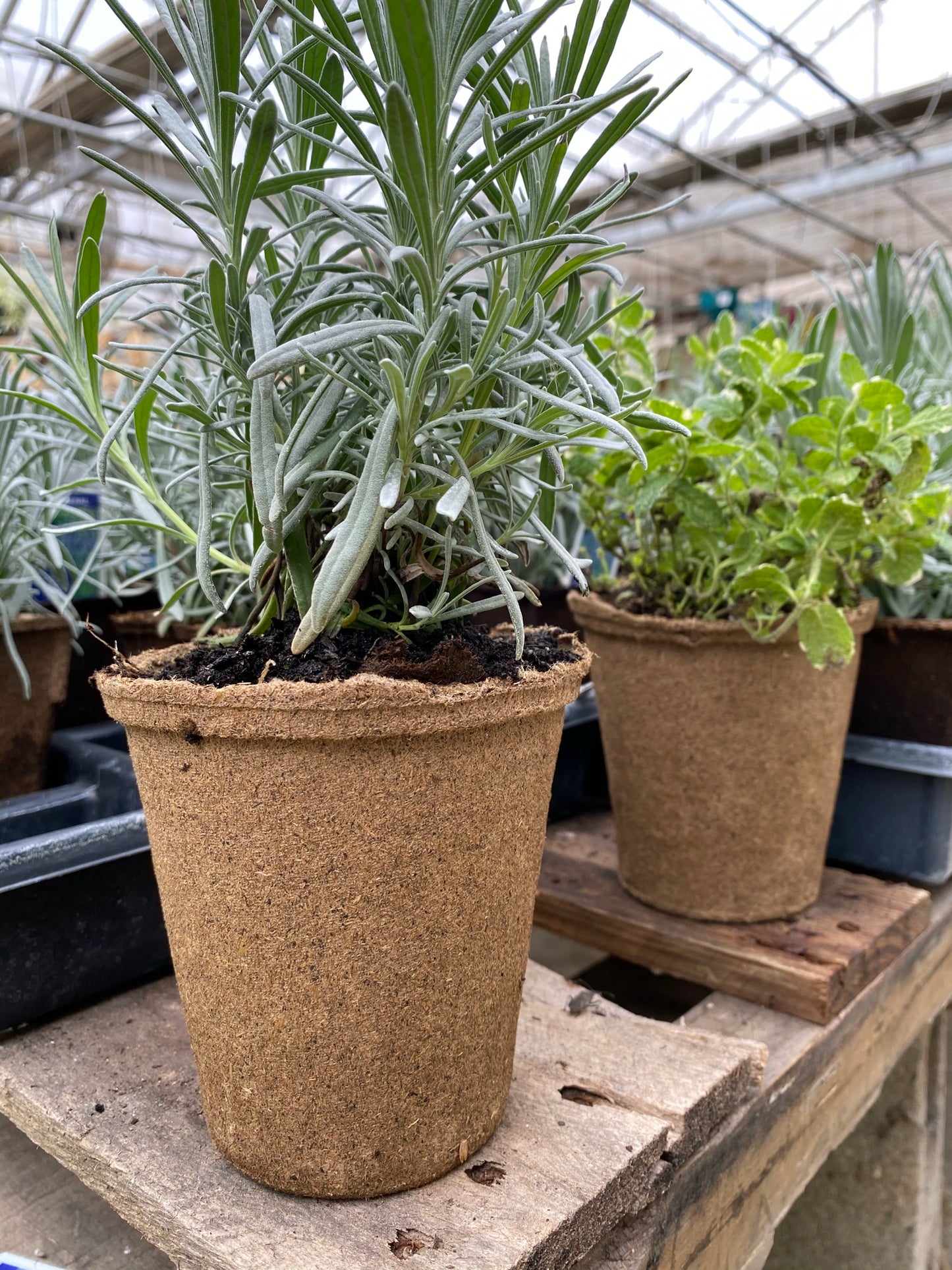 CowPot #4 Tall Round Plantable Pot