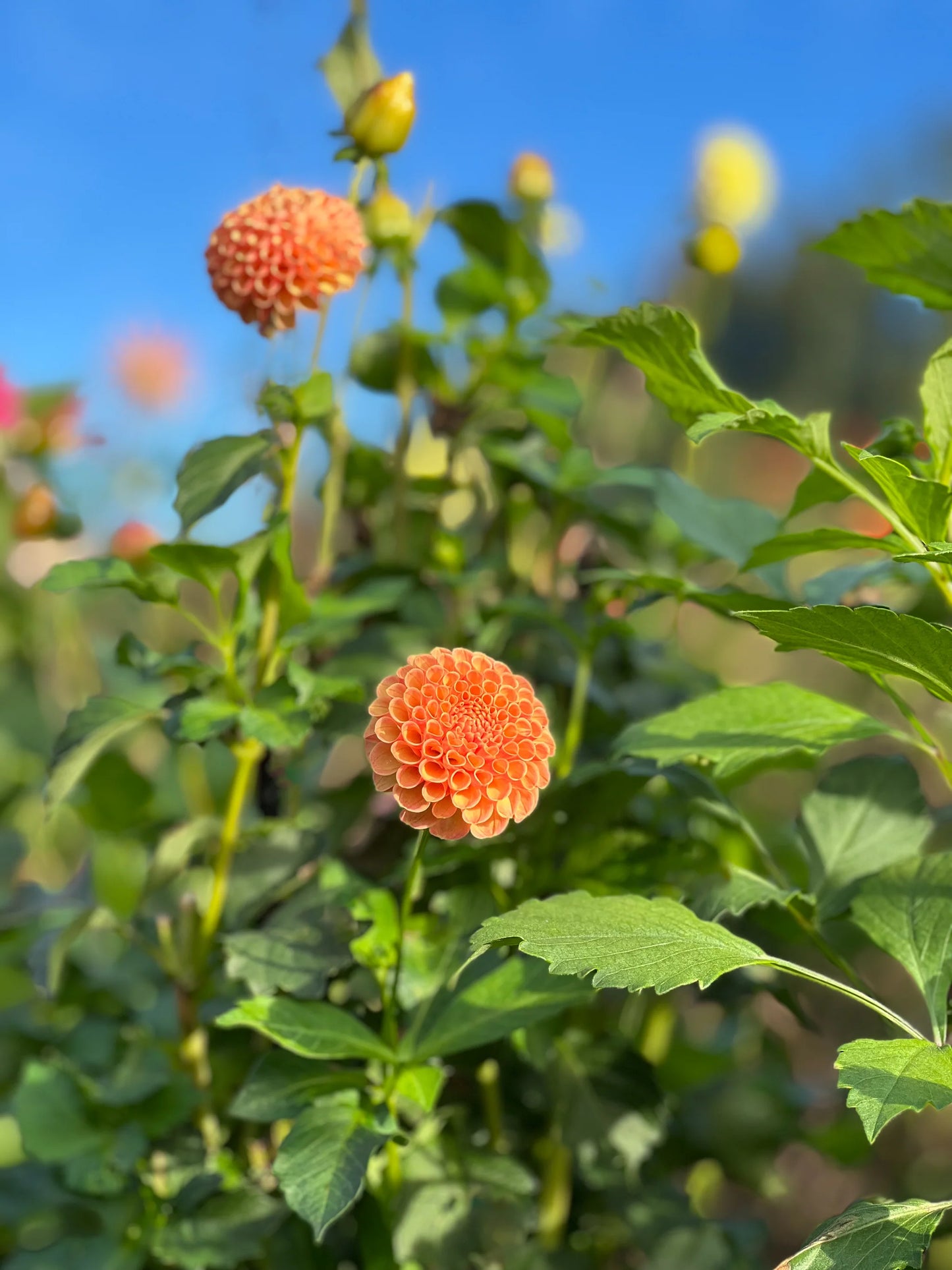 photo credits: cutflowersbymaggie.com