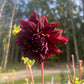 Rip City Dahlia