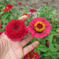 Sanguinea Cupcake Zinnia Seeds online shopping