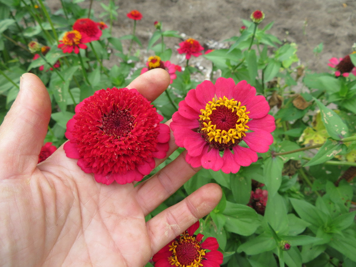 Sanguinea Cupcake Zinnia Seeds online shopping
