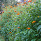 Mexican Torch Tithonia Seeds online shopping
