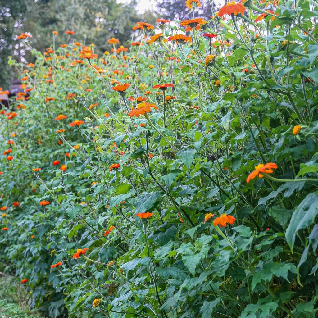Mexican Torch Tithonia Seeds online shopping