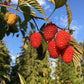 Rubus ‘Tulameen’ Summer Bearing Raspberry
