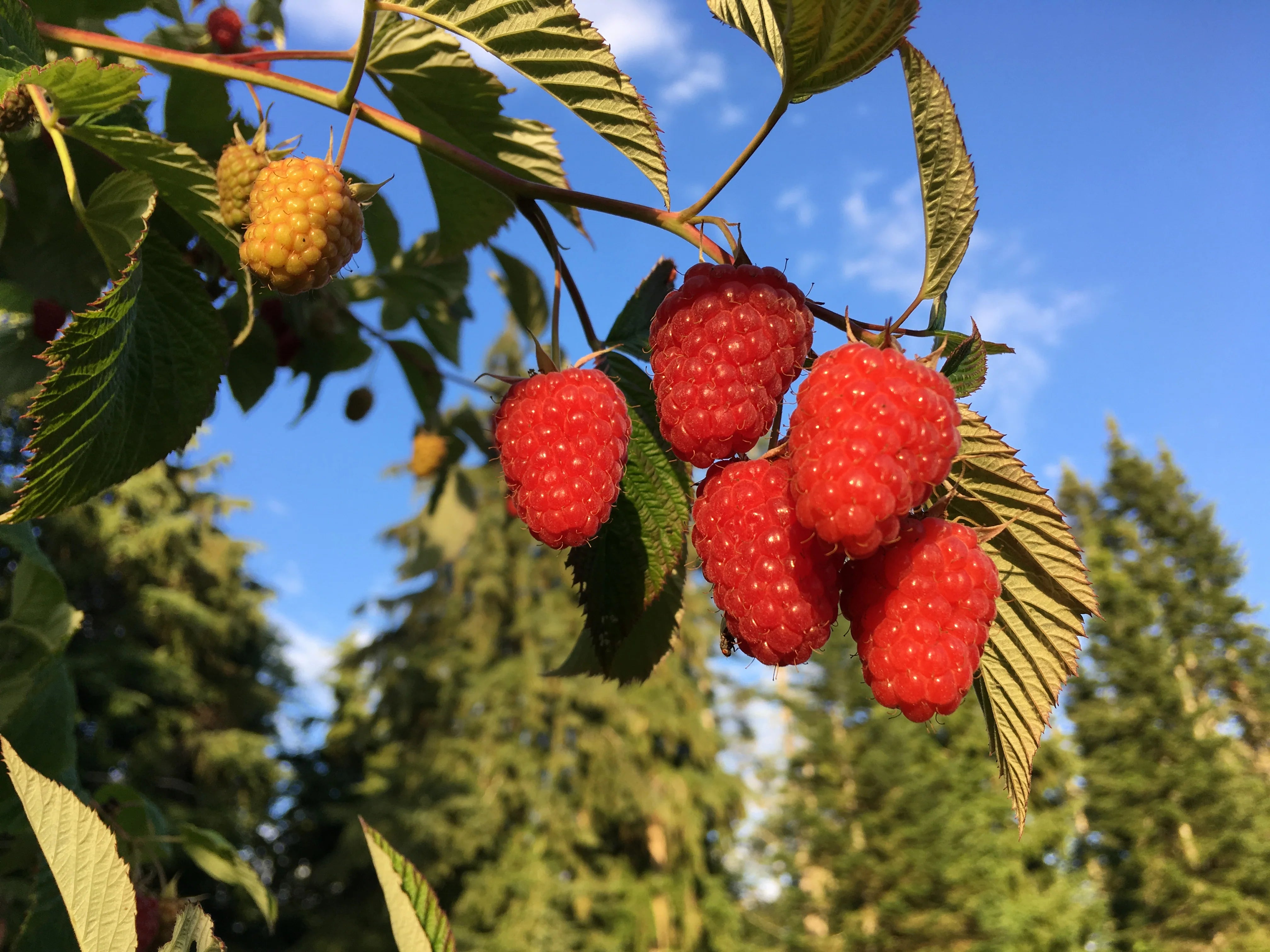 Rubus ‘Tulameen’ Summer Bearing Raspberry – EVERGREEN
