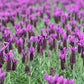 Lavandula stoechas  Primavera
