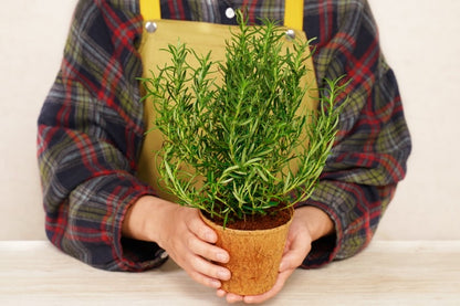 PlantBest Coconut Coir Grow Pots receptacles online shopping