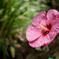 Berry Awesome Rose Mallow Hibiscus Plants