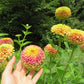 Queeny Lime with Blotch Zinnia Seeds online shopping