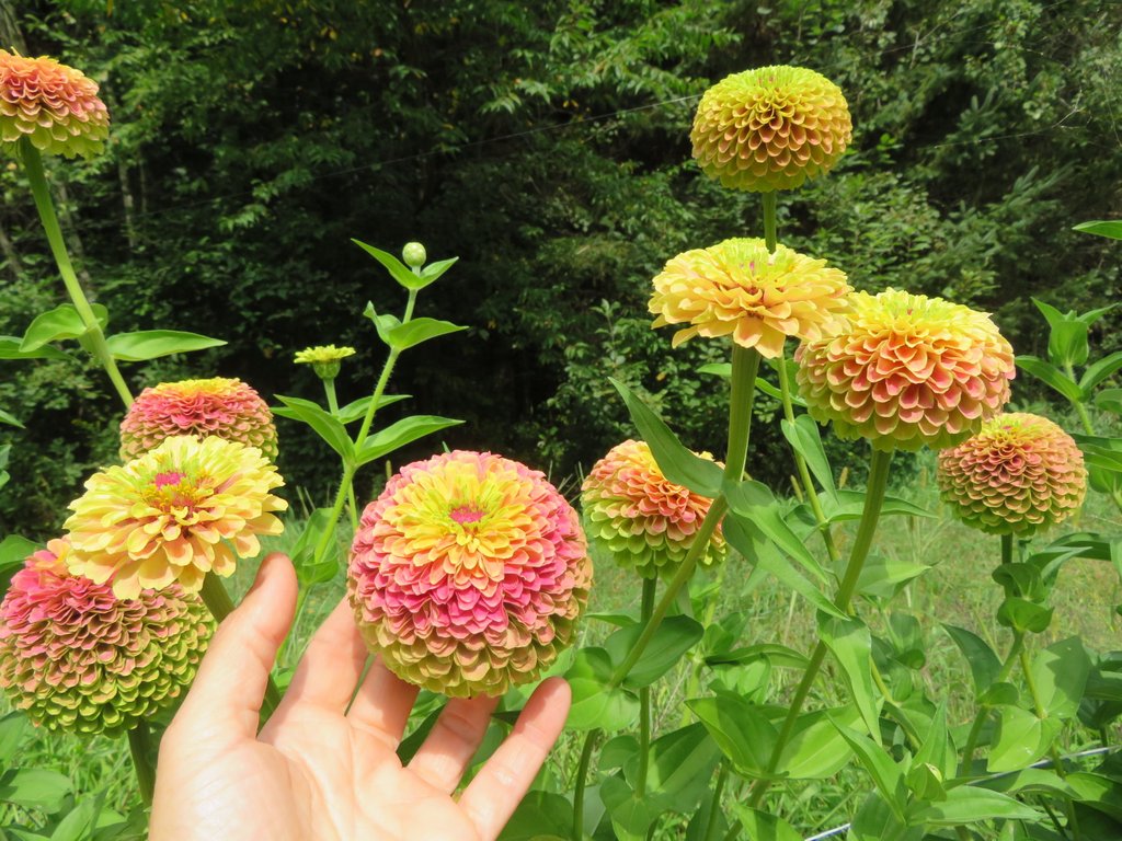 Queeny Lime with Blotch Zinnia Seeds online shopping