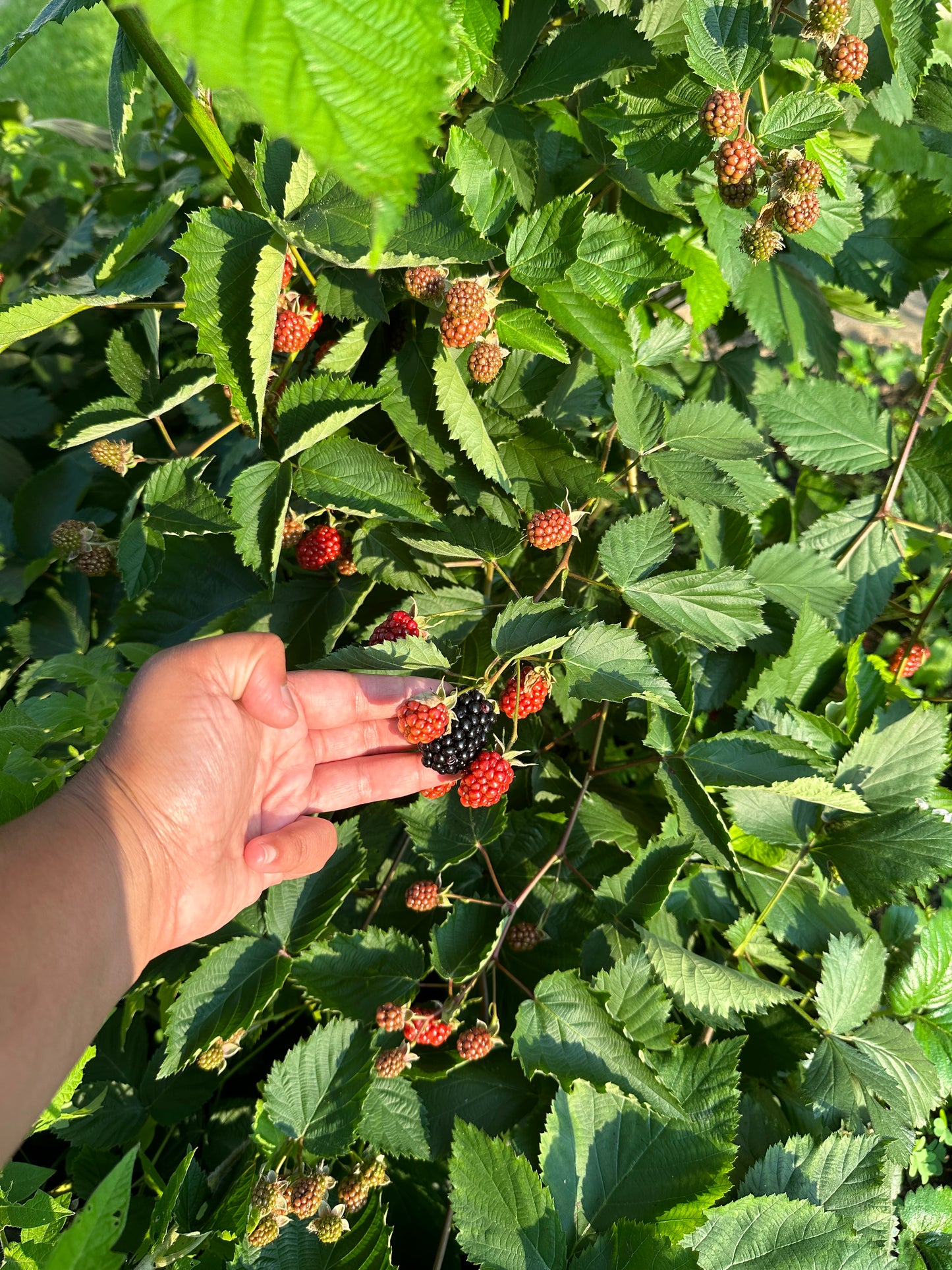 Rubus ‘Black Satin’ Blackberry