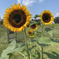 Taiyo Organic Sunflower Seeds online shopping