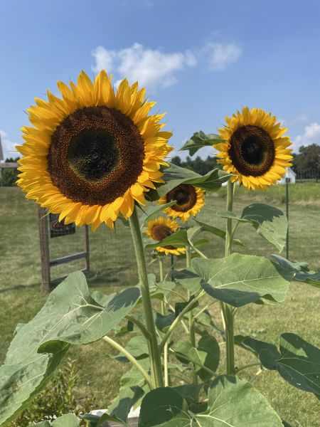 Taiyo Organic Sunflower Seeds online shopping