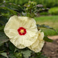 French Vanilla Rose Mallow Hibiscus Plants