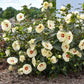 French Vanilla Rose Mallow Hibiscus Plants
