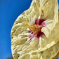 French Vanilla Rose Mallow Hibiscus Plants
