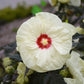 French Vanilla Rose Mallow Hibiscus Plants