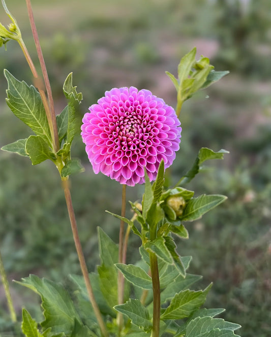 photo credits: cutflowersbymaggie.com