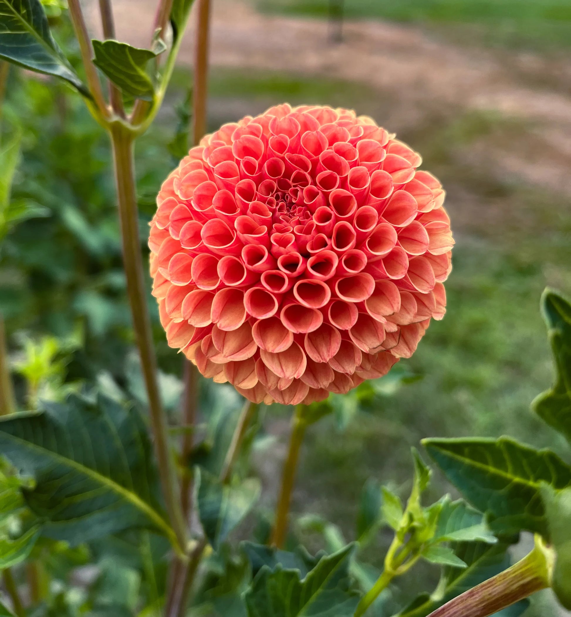 photo credits: cutflowersbymaggie.com