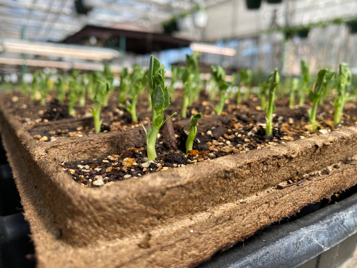 CowPot Plantable 10 Row Tray