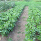 Serpedor Bush Bean Seeds online shopping