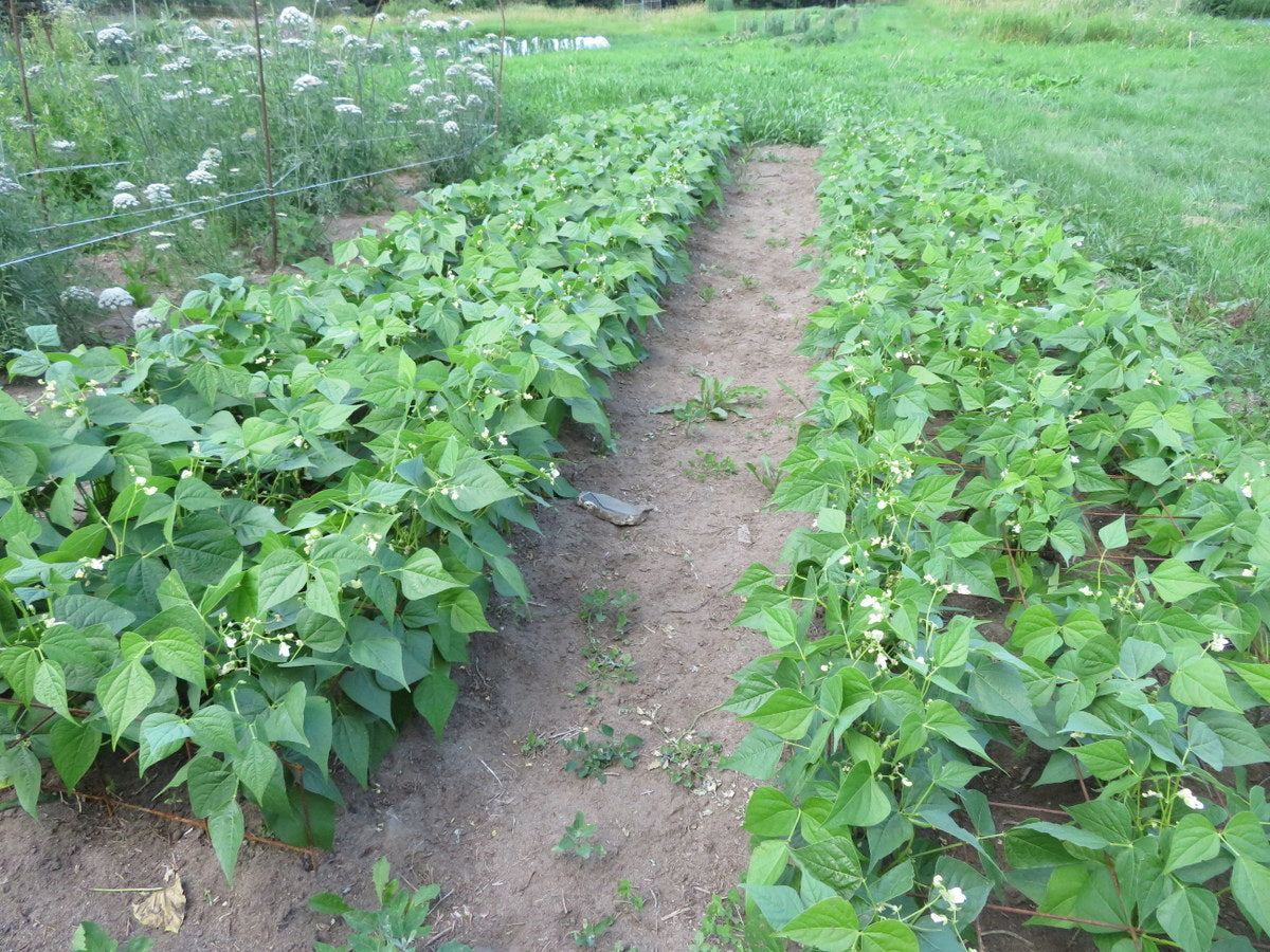 Serpedor Bush Bean Seeds online shopping