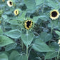 ProCut White Nite F1 Sunflower Seeds online shopping