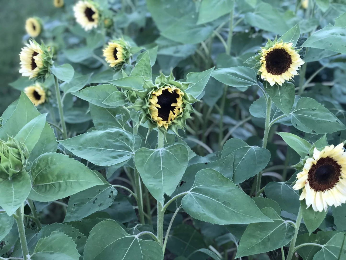 ProCut White Nite F1 Sunflower Seeds online shopping