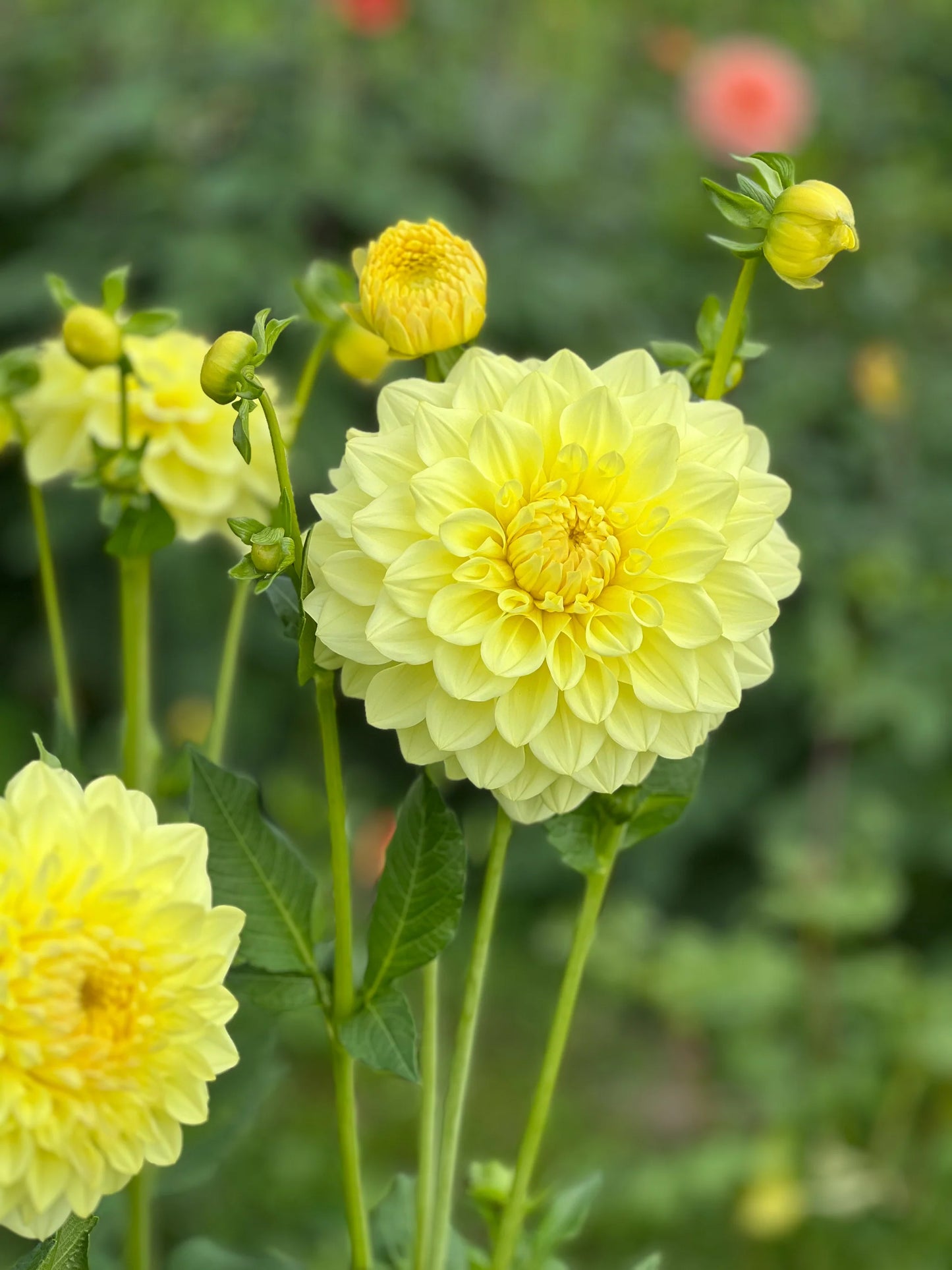 photo credits: cutflowersbymaggie.com