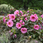 Berry Awesome Rose Mallow Hibiscus Plants