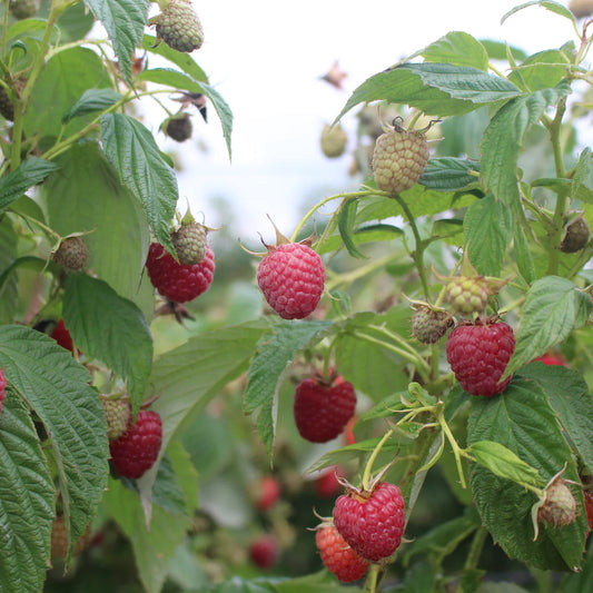 Imara® Raspberry Plant Plants online shopping