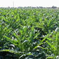 Imperial Star Organic Artichoke Seeds online shopping