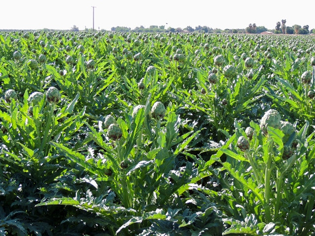 Imperial Star Organic Artichoke Seeds online shopping