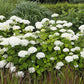 Hydrangea arborescens Abetwo Incrediball