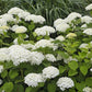 Hydrangea arborescens Abetwo Incrediball