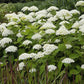 Hydrangea arborescens Abetwo Incrediball