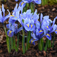 Alida Dwarf Iris Rhizomes