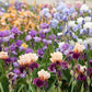 Iris x germanica Edith Wolford