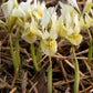 Katharine’s Gold Dwarf Iris Rhizomes