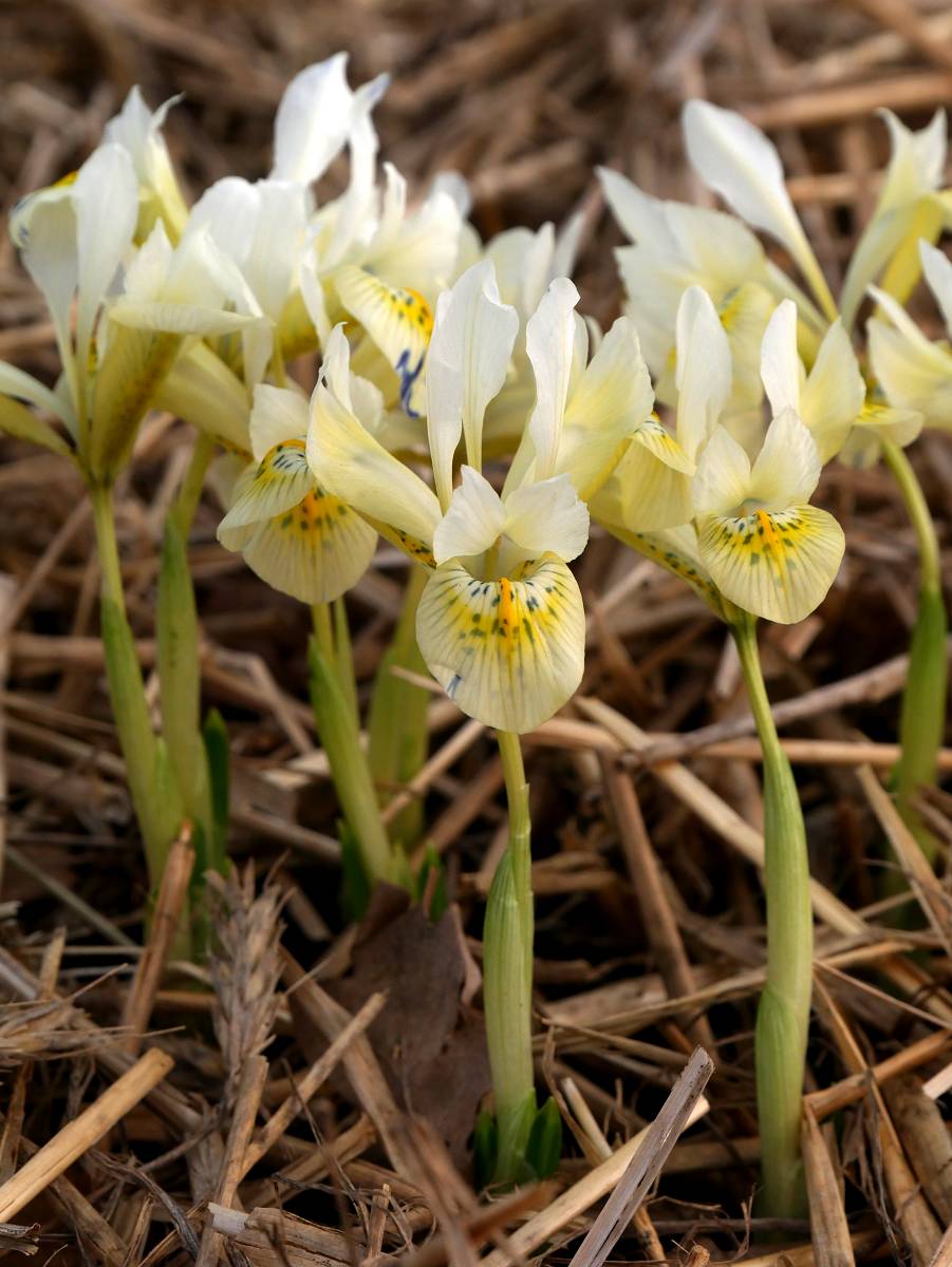 Katharine’s Gold Dwarf Iris Rhizomes