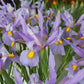 Pink Panther Dutch Iris Bulbs
