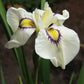 Iris pseudata Cat’s Eye