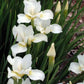 Iris Sibirica White Swirl