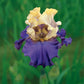 Iris x germanica Recurring Delight