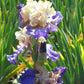 Iris x germanica Recurring Delight