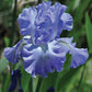Iris x germanica Victoria Falls