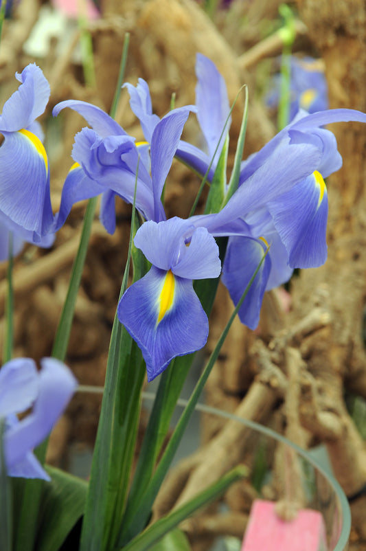 Sapphire Beauty Dutch Iris Bulbs