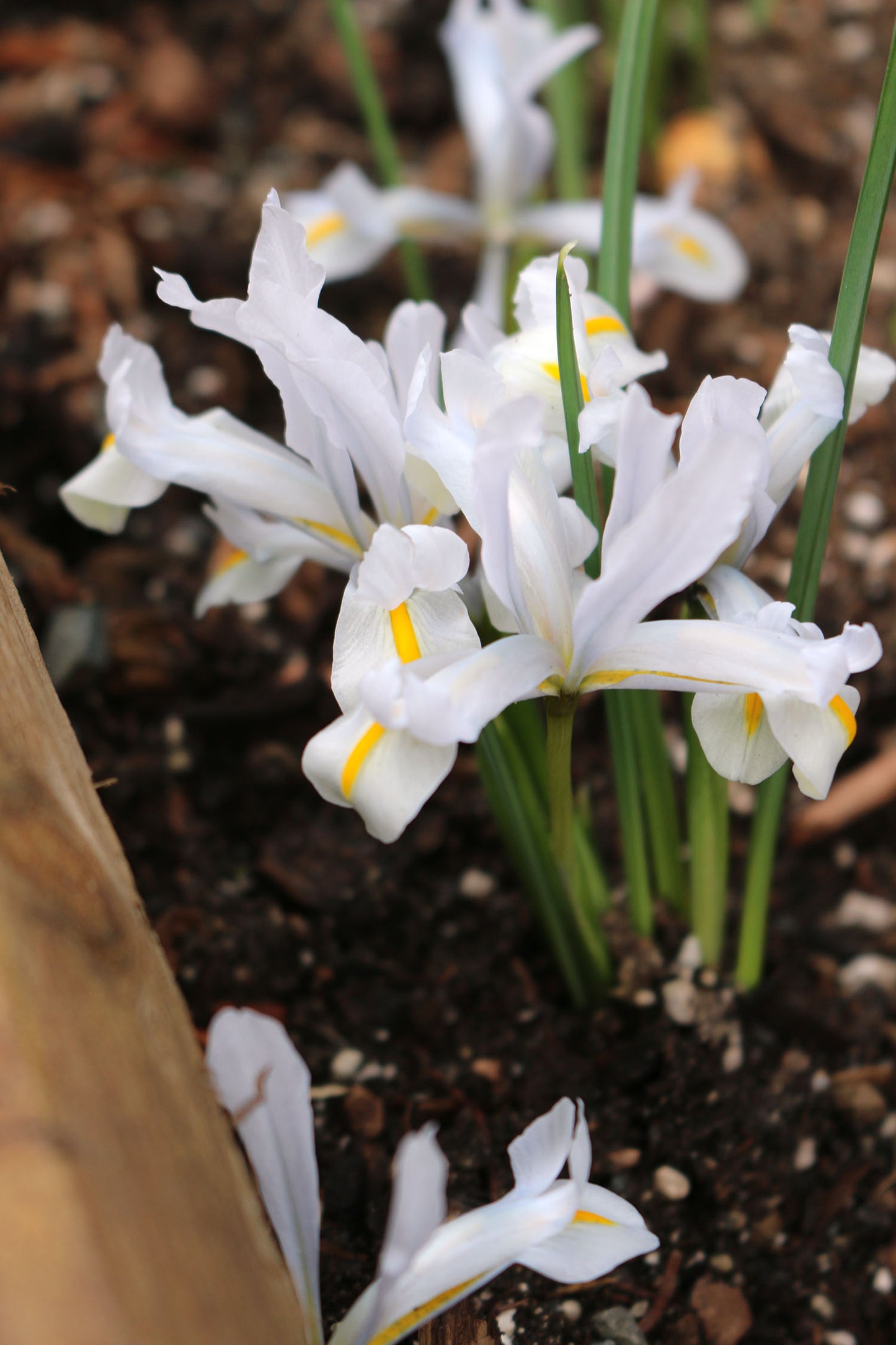 Louise Dwarf Iris Rhizomes