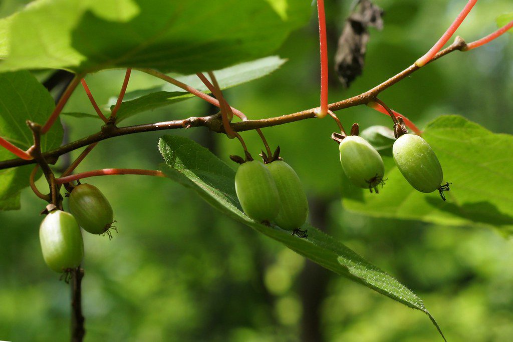 Issai Hardy Kiwi